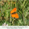 lycaena virgaureae cheget male 1